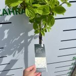 Hortenzia metlinatá (Hydrangea paniculata) ´LIVING SUGAR RUSH® by LIVING CREATIONS® - výška 100-120 cm, kont. C5L - NA KMIENKU